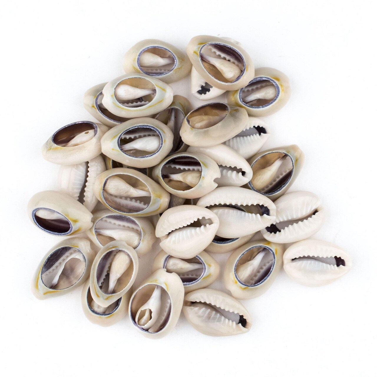 The Bead Chest Cowrie Shells (Large) - Approx 30 Pieces - White, Natural - Jewelry Making, Craft Projects, Artistic Use, Cultural Adornments